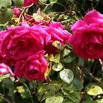 Dans Un Ecrin De Verdure * Le Manoir (Calvados)