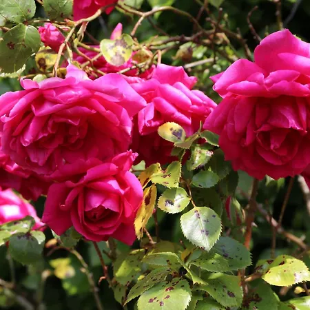 Dans Un Ecrin De Verdure * Le Manoir (Calvados)