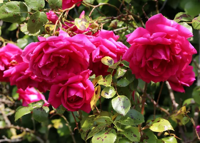 Dans Un Ecrin De Verdure * Le Manoir (Calvados)